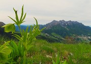 Capanna 2000 ad anello da Alpe Arera, festa di fiori-13magg26- FOTOGALLERY